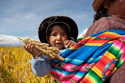 Biosphoto | 1481095 | Quinoa with child in a field in Bolivia | &copy; Lionel Astruc / Biosphoto