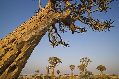 Biosphoto | 642751 | Quiver tree forest backlit at sunrise Namibia | &copy; Theo Allofs / Biosphoto