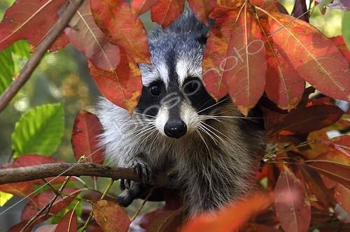 Biosphoto | 723099 | Raccoon - Montevallo Alabama | &copy; Daniel Heuclin / Biosphoto