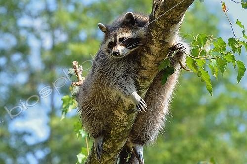 Biosphoto | 1880618 | Raccoon on a branch animal park Argelès France  | &copy; Georges Lopez / Biosphoto