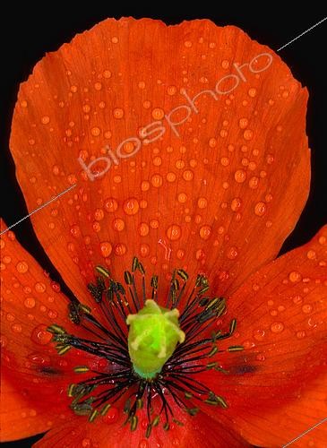 Biosphoto | 2519028 | Rain drops on a poppy flower (Papaver rhoeas) | &copy; Jean-Claude Louchet / Biosphoto