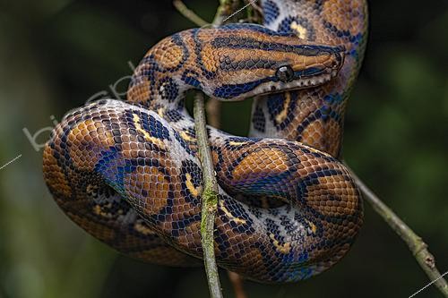 Biosphoto | 2564648 | Rainbow boa (Epicrates cenchria), Ecuador | &copy; Vincent Premel / Biosphoto