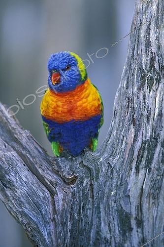 Biosphoto | 27785 | Rainbow Lorikeet perched in a tree fork Australia | &copy; Alain Mafart-Renodier / Biosphoto