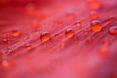 Biosphoto | 2003859 | Raindrops on Poppy Petal - France  | &copy; Emmanuel Baechler / Biosphoto
