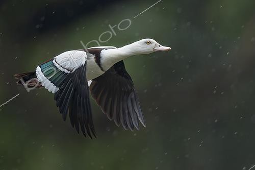 Biosphoto | 2576584 | Raja Shelduck (Tadorna radjah) flying, Papua New Guinea | &copy; Glenn Bartley / BIA / Biosphoto