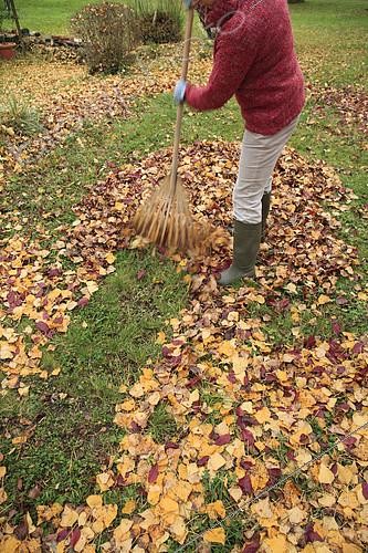 Biosphoto | 2099704 | Raking dead leaves in autumn with a leaf rake | &copy; Hervé Lenain / Biosphoto