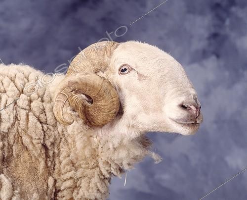 Biosphoto | 6972 | Ram | &copy; Jean-Michel Labat / Biosphoto