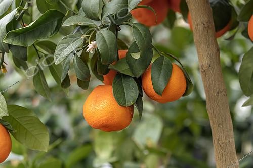 Biosphoto | 2554614 | Rangpur lime (Citrus x limonia var. rangpur = Citrus x jambhiri 'Rangpur') on tree | &copy; Marie Aymerez / Biosphoto