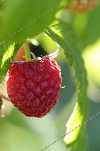 Biosphoto | 615068 | Raspberry growing in a garden Belfort France ; Cultivated Raspberry | &copy; Denis Bringard / Biosphoto