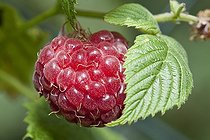 Biosphoto | 2426867 | Raspberry (Ribes idaeus) on the bush, garden, Dortmund, North Rhine-Westphalia, Germany, Europe | &copy; W. Wirth / imageBROKER / Biosphoto