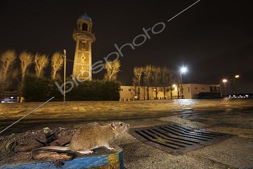 Biosphoto | 2091083 | Rat (Rattus norvegicus) in a city gutter at night, France | &copy; Frank Deschandol & Philippe Sabine / Biosphoto
