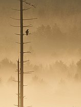 Biosphoto | 2563139 | Raven (Corvus corax) on a dead spruce tree in the morning mist, Ardennes, Belgium | &copy; Philippe Moës / Biosphoto