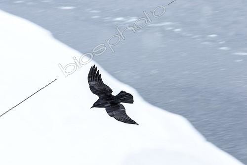 Biosphoto | 2033397 | Raven in flight in winter - Quebec Canada | &copy; Philippe Henry / Biosphoto