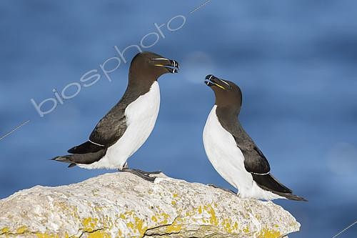 Biosphoto | 2434873 | Razorbill (Alca torda). A pair interacting on top of a rock. Taken in Sweden in June. | &copy; Ivan Sjögren / Biosphoto