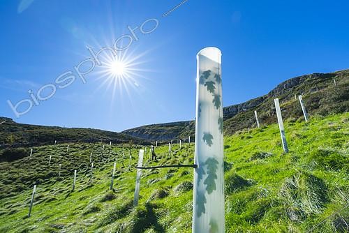 Biosphoto | 2395241 | Reboisement d'arbres indigènes dans la vallée de Miera, Valles Pasiegos, Cantabrie, Espagne | &copy; Juan-Carlos Muñoz / Biosphoto