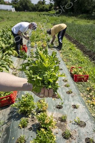 Biosphoto | 2565321 | Récole du persil dans le jardin collectif Les Pot'iront à Décines. Jardin partagés et plantation en plein champs. Jardin permettant aux adhérents d'avoir des paniers de légume bio à moindre coût, Décines, Grand Lyon, France. | &copy; Antoine Boureau / Biosphoto