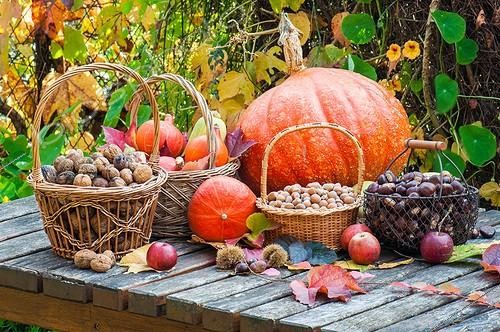 Biosphoto | 2018145 | Récolte de fruits secs et légumes dans un jardin en automne | &copy; Yann Avril / Biosphoto