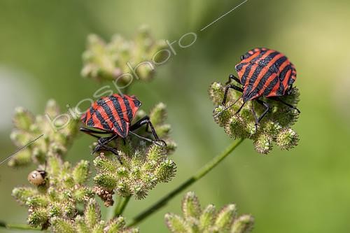 Biosphoto | 2527291 | Red-and-black striped shieldbugs (Graphosoma italicum) feeding on umbellifer seedhead, Gers, France | &copy; Marie Aymerez / Biosphoto