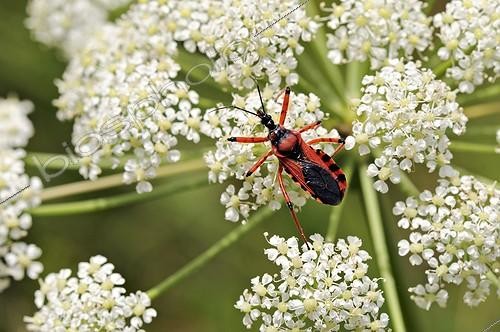 Biosphoto | 894488 | Red Assassin Bug on umbel Valley Alzou France | &copy; Roger Dauriac / Biosphoto