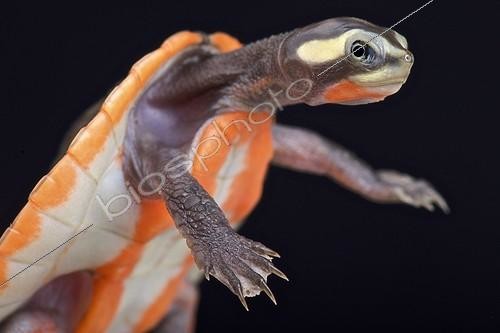 Biosphoto | 2063945 | Red-bellied Shortneck Turtle (Emydura subglobosa), Papua New Guinea | &copy; Matthijs Kuijpers / Biosphoto