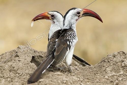 Biosphoto | 2044760 | Red-billed Hornbills eating termites - Samburu Kenya | &copy; Michel & Christine Denis-Huot / Biosphoto