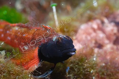 Biosphoto | 957293 | Red-billed Tripterygion Calanques of Cassis France  | &copy; Frédéric Nevoit / Biosphoto