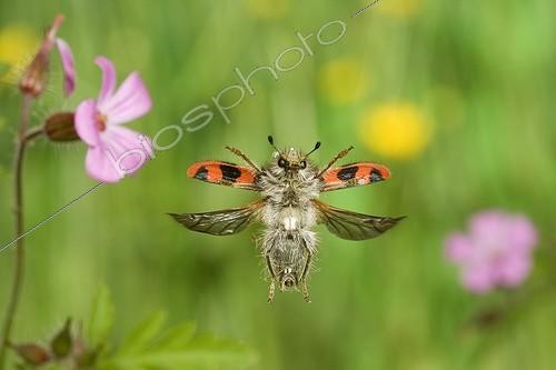Biosphoto | 581257 | Red Checkered Beetle flighting Saone-et-Loire France | &copy; Joël Héras / Biosphoto
