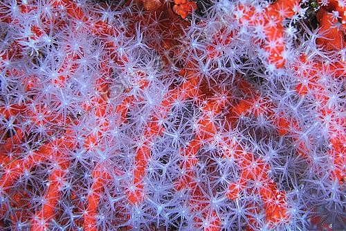 Biosphoto | 2547334 | Red coral (Corallium rubrum), Coral cave, Lion de mer dive site, Saint-Raphaël, Var, France | &copy; Jean Cassou / Biosphoto