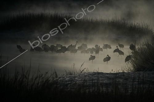 Biosphoto | 107631 | Red Crowned Crane colony in the fog Japan | &copy; Mike Lane / Biosphoto