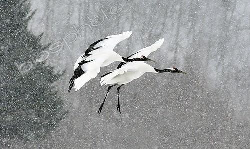 Biosphoto | 1470224 | Red crowned cranes flying in the snow Hokkaido Japan  | &copy; Thierry Vezon / Biosphoto