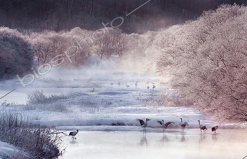Biosphoto | 1470225 | Red crowned cranes in frozen landscape Hokkaido Japan  | &copy; Thierry Vezon / Biosphoto