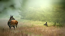 Biosphoto | 2613674 | Red deer (Cervus elaphus) doe and fawn in a clearing, Ardennes, Belgium. | &copy; Christian Cabron / Biosphoto