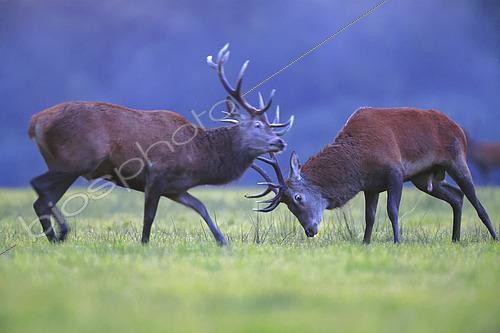 Biosphoto | 2610050 | Red deer (Cervus elaphus) fighting during the rutting season, France. | &copy; Christophe Perelle / Biosphoto