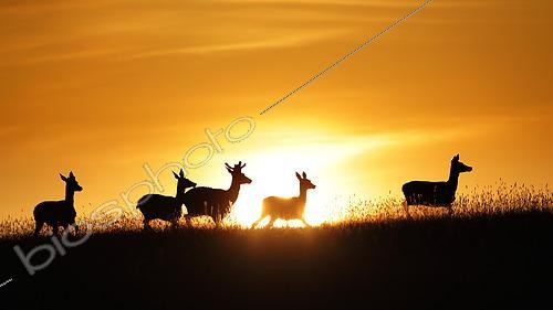 Biosphoto | 2610294 | Red deer (Cervus elaphus) herd at sunrise, Ardennes, Belgium | &copy; Christian Cabron / Biosphoto
