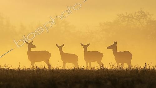 Biosphoto | 2598606 | Red deer (Cervus elaphus) hinds at dawn, Vosges, France | &copy; Fabrice Cahez / Biosphoto