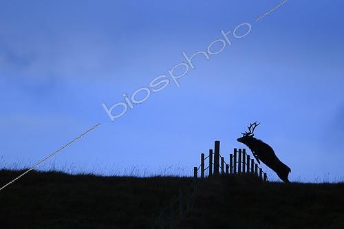 Biosphoto | 2577383 | Red deer (Cervus elaphus) jumping over a fence on a ridge during bellowing on the island of Jura, Scotland. | &copy; Christophe Perelle / Biosphoto