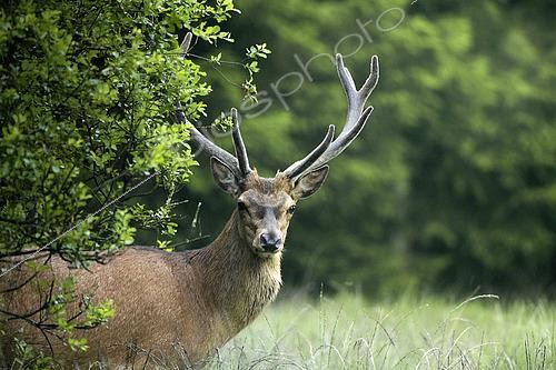 Biosphoto | 2610535 | Red deer (Cervus elaphus) male during the rut, Ardennes, Belgium. | &copy; Christian Cabron / Biosphoto