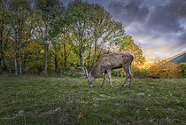 Biosphoto | 2613609 | Red deer (Cervus elaphus) male grazing, Italy. | &copy; Alberto Ghizzi Panizza / Biosphoto