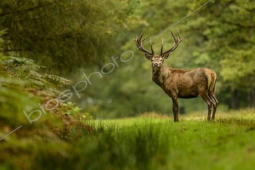 Biosphoto | 2141280 | Red Deer (Cervus elaphus) male in a clearing in autumn, Châtillon-sur-Seine, Burgundy, France | &copy; Gilles Ménanteau / Biosphoto