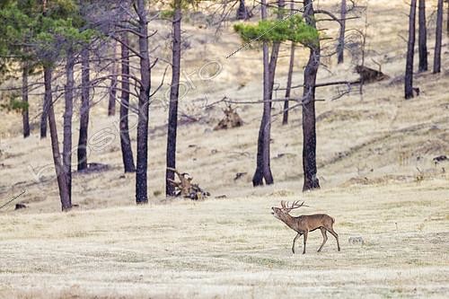 Biosphoto | 2084376 | Red deer (Cervus elaphus), male in rut in a burnt forest area, Spain, | &copy; Ignacio Yufera / Biosphoto