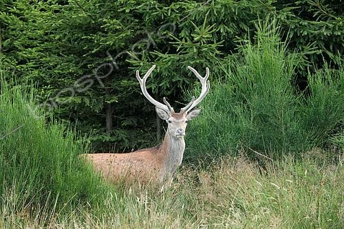Biosphoto | 2126626 | Red Deer (Cervus elaphus) male in velvet, Belgium | &copy; Christian Cabron / Biosphoto