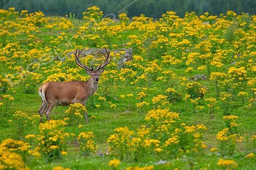 Biosphoto | 2626324 | Red deer (Cervus elaphus), Scotland, Great Britain | &copy; Evelyne Boyard / Biosphoto