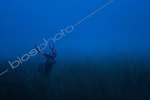 Biosphoto | 2069799 | Red Deer (Cervus elaphus) slab, Ardennes , Belgium | &copy; Christian Cabron / Biosphoto