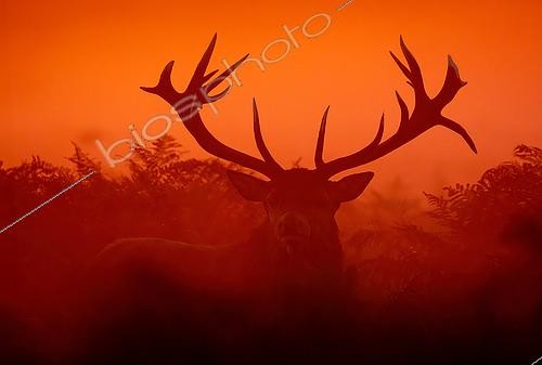 Biosphoto | 2592561 | Red deer (Cervus elaphus) stag at sunrise, England | &copy; Frédéric Desmette / Biosphoto