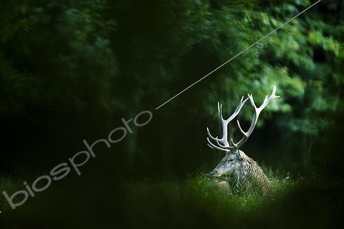 Biosphoto | 2610113 | Red deer (Cervus elaphus) stag lying in the grass, Alps, Austria. | &copy; Ervin Horesnyík / Biosphoto