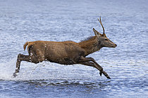 Biosphoto | 2613495 | Red deer (Cervus elaphus) stag running in water, England | &copy; Frédéric Desmette / Biosphoto