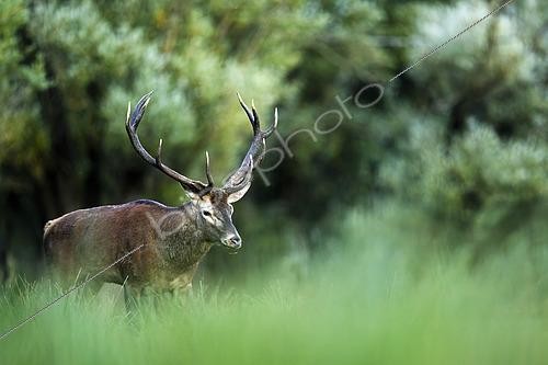 Biosphoto | 2610116 | Red deer (Cervus elaphus) stag standing in the grass, Alps, Austria. | &copy; Ervin Horesnyík / Biosphoto