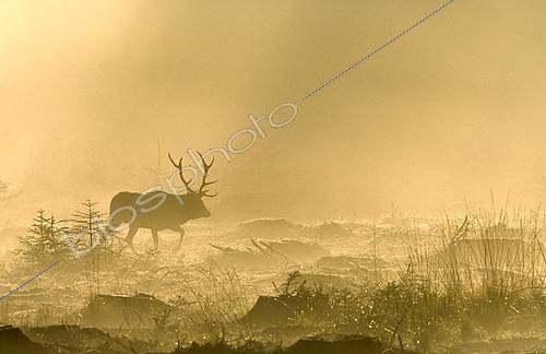 Biosphoto | 2087887 | Red Deer (Cervus elaphus) walking in the fog against the light at dawn, Ardennes, Belgium | &copy; Philippe Moës / Biosphoto