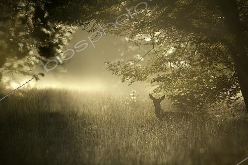 Biosphoto | 2613676 | Red deer (Cervus elaphus) Young stag in a clearing, Ardennes, Belgium. | &copy; Christian Cabron / Biosphoto
