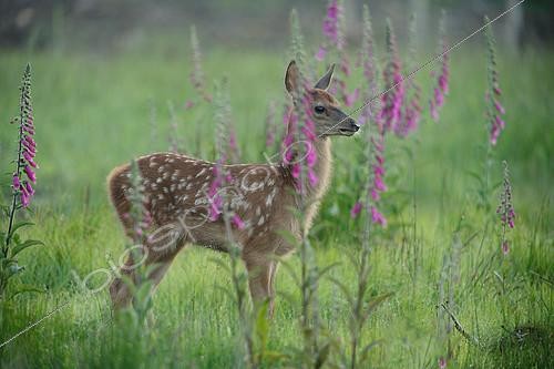 Biosphoto | 2125503 | Red Deer (Cervus elpahus) fawn, Ardenne, Belgium | &copy; Christian Cabron / Biosphoto